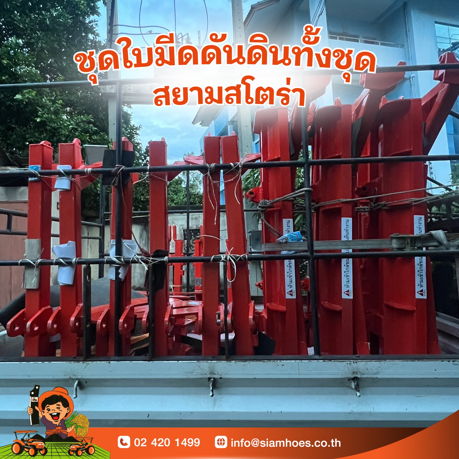 ใบดันดิน สยามสโตร่า